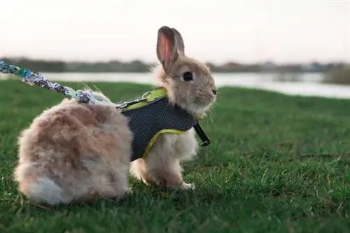 Les lapins peuvent-ils porter des colliers & en toute sécurité ? Est-ce humain ?