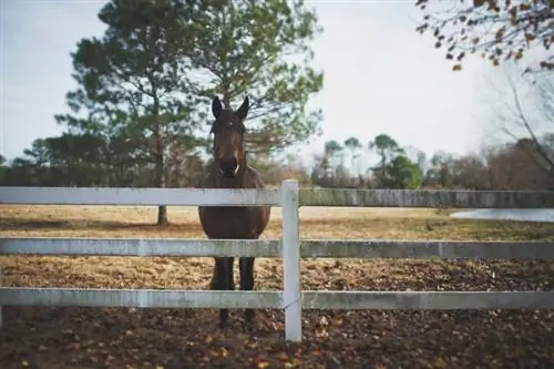 Comment construire une clôture pour chevaux (guide étape par étape + conseils)