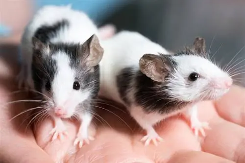 क्या चूहे अच्छे पालतू जानवर होते हैं? नस्लें, तथ्य & युक्तियाँ