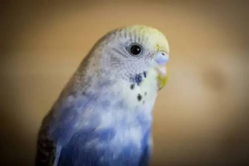 Из попугаев получаются хорошие домашние животные? Советы по уходу & Что нужно знать
