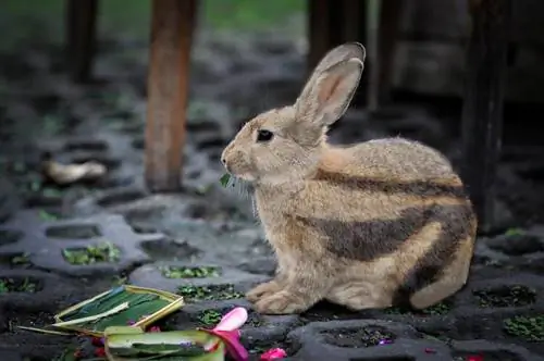 ¿Pueden los conejos encontrar el camino a casa? ¡La respuesta sorprendente