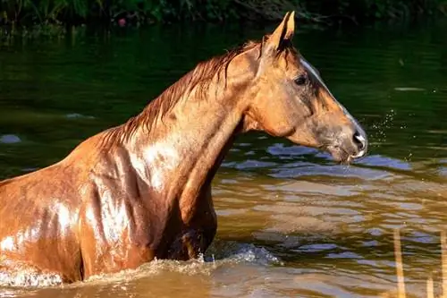 Umí koně plavat? Zajímavá fakta & FAQ