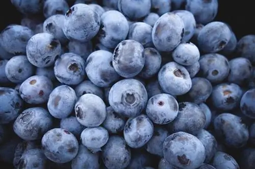Bisakah Kelinci Makan Blueberry? Fakta Keselamatan & FAQ