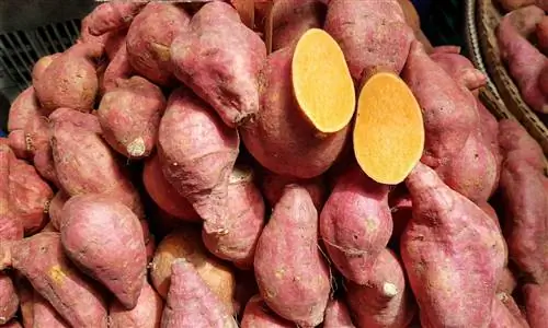 Mogu li zečevi jesti slatki krompir? Sigurnosne činjenice & FAQ