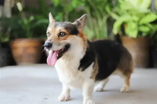 Corgi Wangu Anahitaji Mazoezi Kiasi Gani? Vidokezo & Maswali Yanayoulizwa Mara kwa Mara