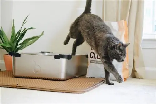 Kas kassid võivad olla allapanu suhtes allergilised? (veterinaararsti vastus)