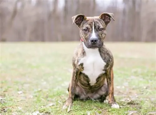 Brindle Pitbull: feiten, geschiedenis & Herkomst (met afbeeldingen)