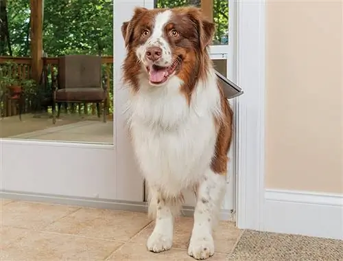 5 meilleures portes pour chiens pour portes coulissantes en verre en 2023 – Avis &