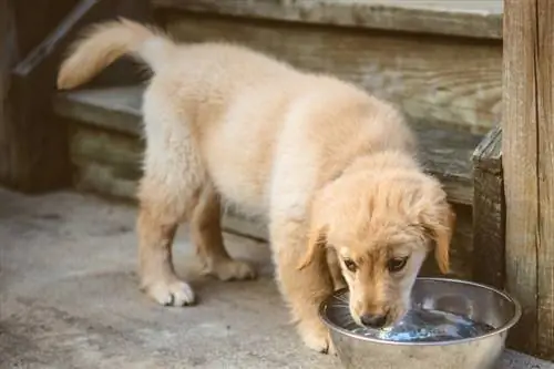 ¿Cuánto tiempo puede estar un cachorro sin agua? Datos sobre la deshidratación & Preguntas frecuentes