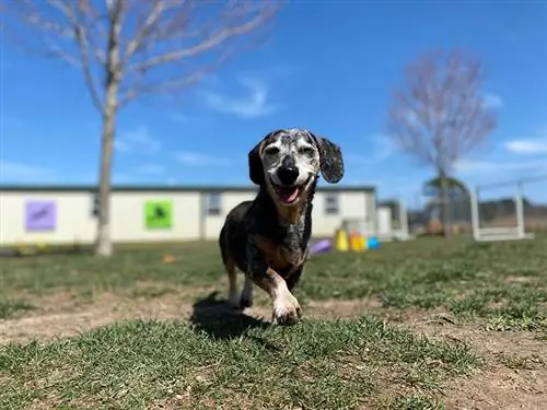 11 Οφέλη του Daycare Doggy για τους σκύλους και τους ανθρώπους τους