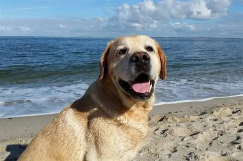 Apakah Pantai Laguna Ramah Anjing? (Pembaruan 2023)