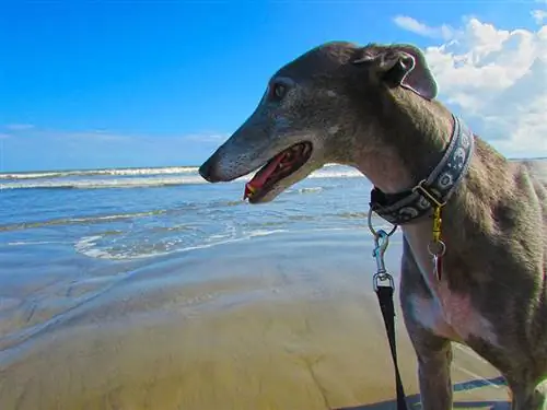 Vai Galvestonas pludmalē ir atļauti suņi (atjaunināts 2023. gadā)