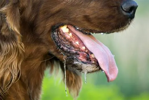 National Slobber Appreciation Day 2023: wat het is & wanneer het wordt gevierd