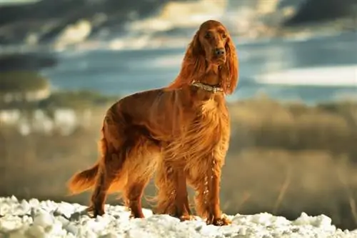 Topp 10 røde hunderaser: stor, liten & fluffy (med bilder)