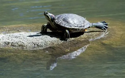 A kafshojnë njerëzit breshkat rrëshqitëse me veshë të kuqe? Temperamenti & Tipare
