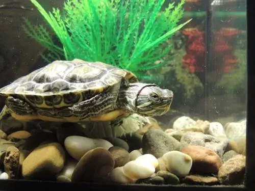Rùa cưng có thể sống chung với cá không? Tính khí & Đặc điểm