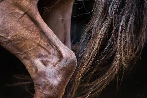 PSSM bei Pferden: Was es ist, Symptome & Behandlung