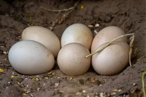 Como chocar ovos de galinha sem uma incubadora: fatos & Perguntas frequentes