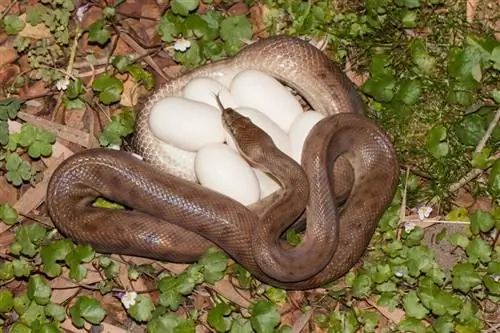Cum arată ouăle de șarpe? Fapte & Întrebări frecvente (cu imagini)