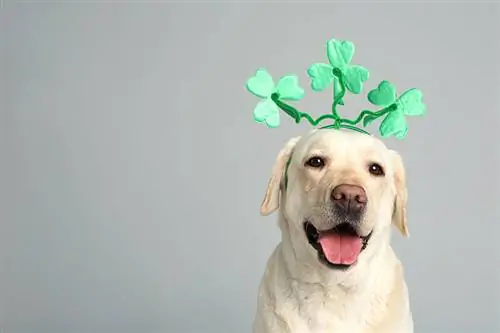6 советов по безопасности для собак в День Святого Патрика (Руководство 2023 г.)