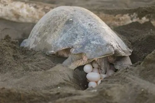 Hogyan néznek ki a teknős tojások és fészkek? (képekkel)
