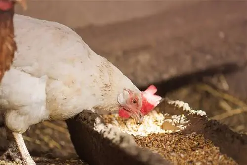 6 enostavnih domačih receptov za krmo za piščance: posodobitev 2023