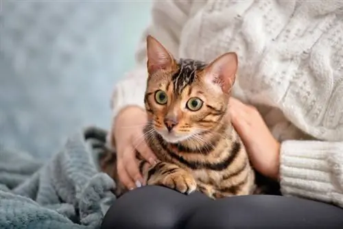 Kāpēc kaķiem tik ļoti patīk sēdēt klēpī? Fakti & FAQ