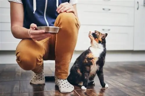 Apakah Lebih Murah Membuat Makanan Kucing Sendiri? (Jawaban dokter hewan)