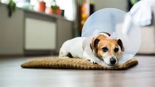 Skal hunde faste før en operation? (Dyrlægens svar)