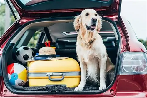 15 consells per fer que les primeres vacances del teu gos siguin un èxit