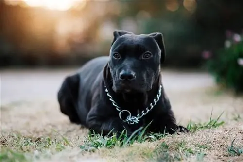 Jesu li Pitbullovi dobri obiteljski psi? Činjenice o pasmini & Često postavljana pitanja
