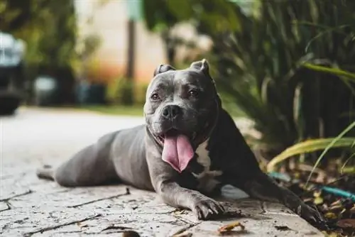 Pitbulls ถูกกฎหมายในฟลอริดาหรือไม่? ข้อจำกัด & หลักเกณฑ์