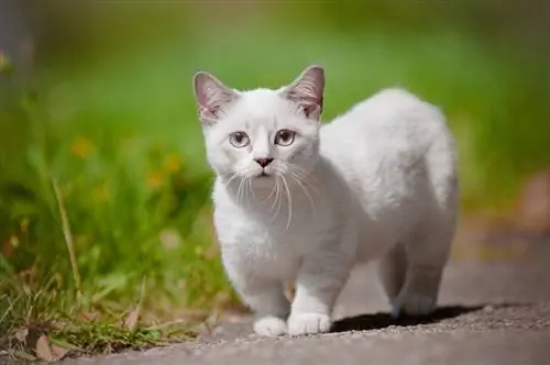 15 prekvapivých faktov o Munchkin Cat, ktoré možno neviete