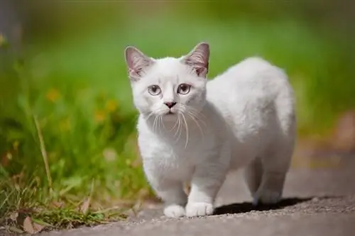 15 overraskende Munchkin-kattefakta, du måske ikke kender