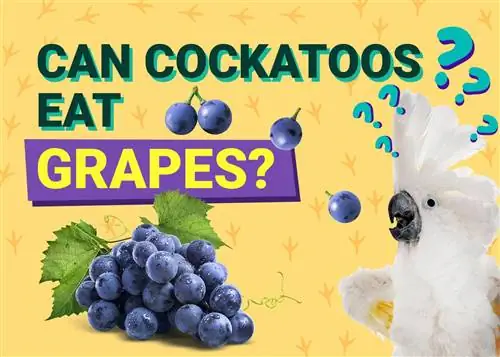 ¿Pueden las cacatúas comer uvas? Lo que necesitas saber