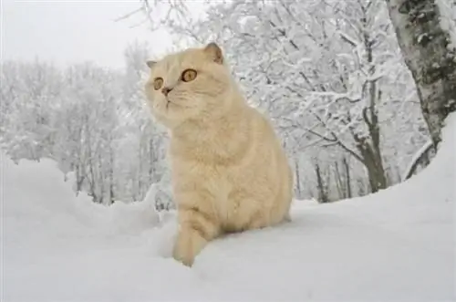 Scottish Fold Cat Rasinformation: Bilder, Temperament & Egenskaper