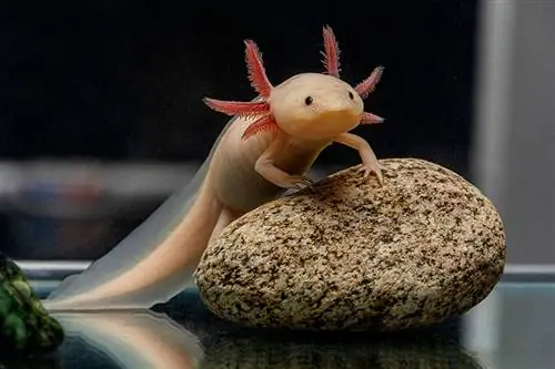 آیا Axolotls تخم می گذارند؟ چگونه تولید مثل می کنند؟ پاسخ جالب