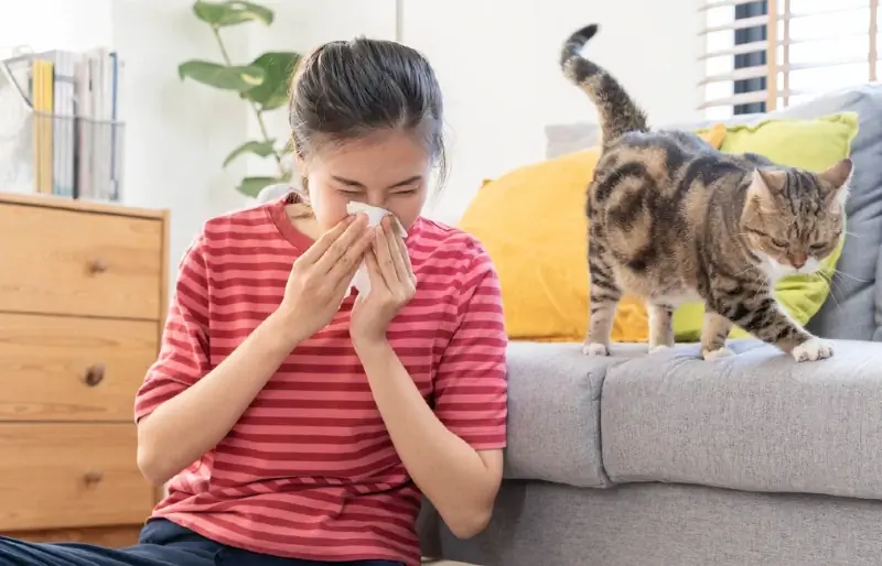 क्या आपको बिल्लियों से एलर्जी हो सकती है लेकिन कुत्तों से नहीं? (पशुचिकित्सक उत्तर)
