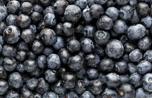 Cov dev noj tau Acai Berries? Cov txiaj ntsig & Risks