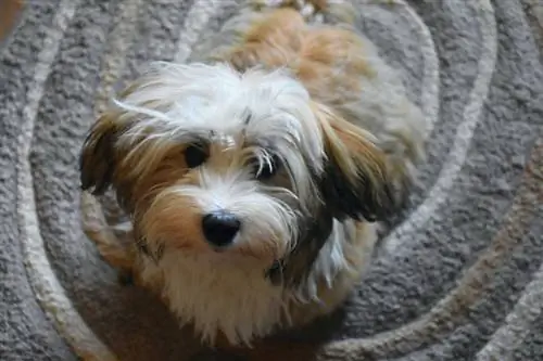 Havanese iti nə qədər tökür? Bilmək istədiyiniz hər şey