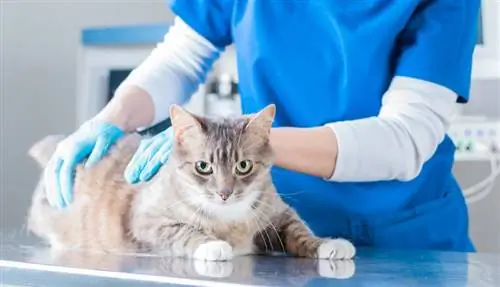 Муур дахь түнхний дисплази: малын эмчийн зөвшөөрөгдсөн шинж тэмдэг, эмчилгээ & Шалтгаан
