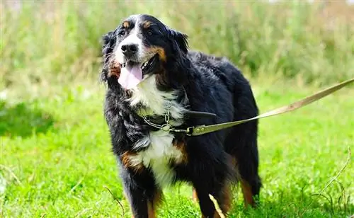 Cómo entrenar a un Boyero de Berna (7 consejos aprobados por veterinarios)