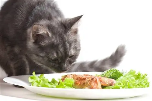 12 magas káliumtartalmú étel macskáknak: Állatorvos által felülvizsgált tanács & GYIK