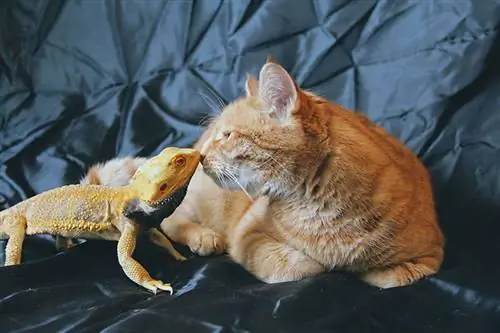 Bo moja mačka pojedla mojega bradatega zmaja, če bo imela priložnost? Dejstva & Pogosta vprašanja
