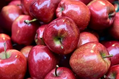 Kunnen muizen appels eten? Wat je moet weten