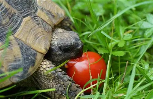 Mogu li kornjače jesti paradajz? Šta treba da znate