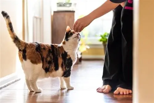 Ang Aking Pusa ay Kumakain Lamang ng Mga Treat: 3 Naaprubahang Dahilan ng Vet, Mga Panganib & Mga Resolusyon