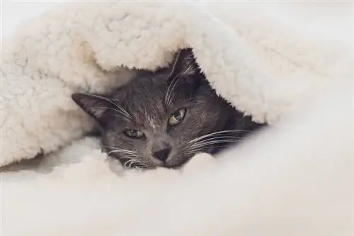 Kan en katt kveles under tepper? Veterinær vurderte fakta & FAQ