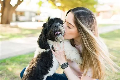 Liker en Shih Tzu å kose? Rasefakta & FAQ