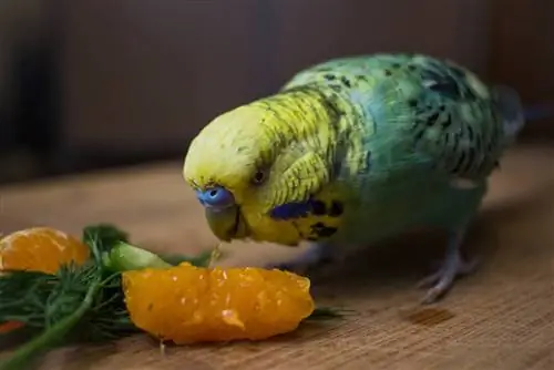 A mund të hanë budgies portokall? Çfarë duhet të dini